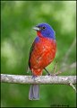 _0SB1209 painted bunting